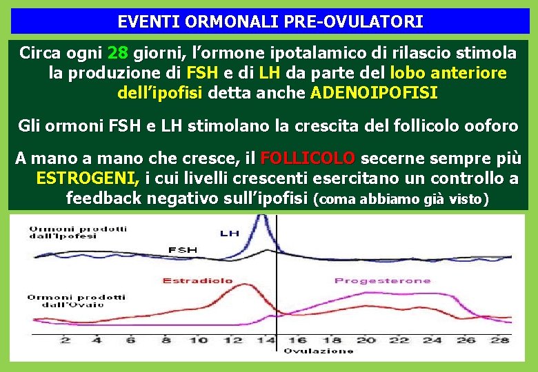 EVENTI ORMONALI PRE-OVULATORI Circa ogni 28 giorni, l’ormone ipotalamico di rilascio stimola la produzione