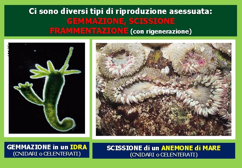 LM 25 Ci sono diversi tipi di riproduzione asessuata: GEMMAZIONE, SCISSIONE FRAMMENTAZIONE (con rigenerazione)