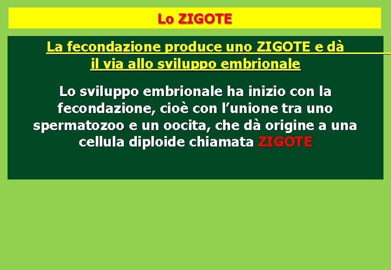 Lo ZIGOTE La fecondazione produce uno ZIGOTE e dà il via allo sviluppo embrionale