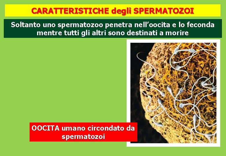 CARATTERISTICHE degli SPERMATOZOI Soltanto uno spermatozoo penetra nell’oocita e lo feconda mentre tutti gli