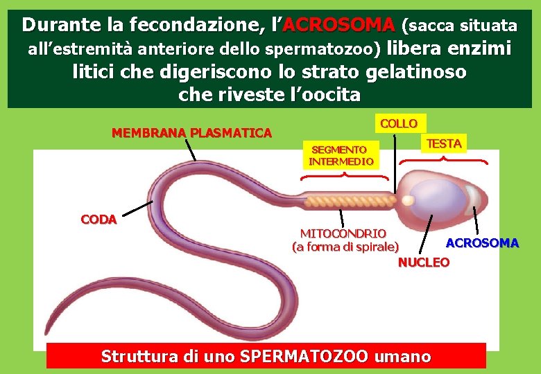 Durante la fecondazione, l’ACROSOMA (sacca situata all’estremità anteriore dello spermatozoo) libera enzimi litici che