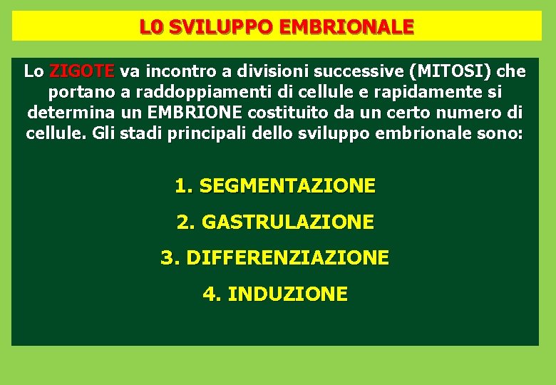 L 0 SVILUPPO EMBRIONALE Lo ZIGOTE va incontro a divisioni successive (MITOSI) che portano