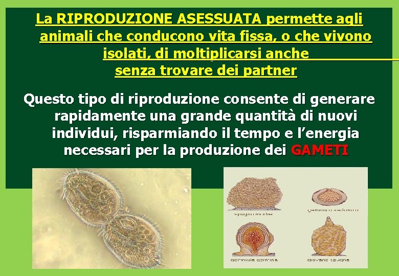 La RIPRODUZIONE ASESSUATA permette agli animali che conducono vita fissa, o che vivono isolati,