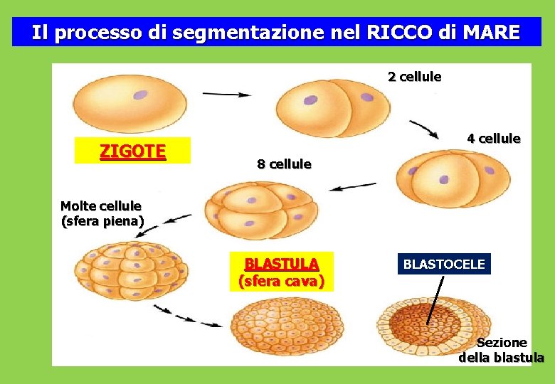 Il processo di segmentazione nel RICCO di MARE 2 cellule ZIGOTE 4 cellule 8