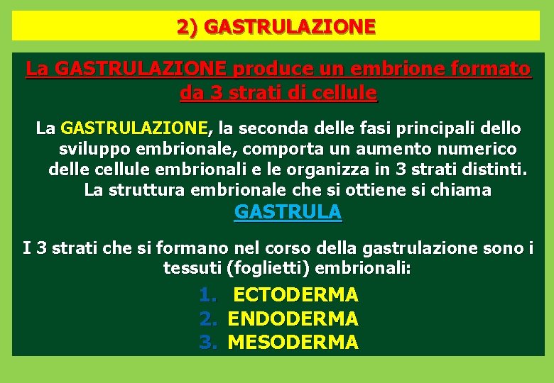 2) GASTRULAZIONE La GASTRULAZIONE produce un embrione formato da 3 strati di cellule La