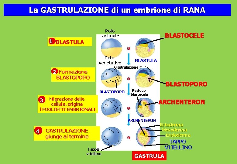 La GASTRULAZIONE di un embrione di RANA Polo animale 1 BLASTULA BLASTOCELE 1 Polo