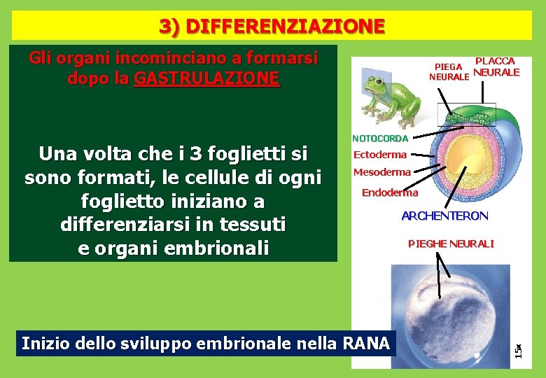 3) DIFFERENZIAZIONE Gli organi incominciano a formarsi dopo la GASTRULAZIONE NOTOCORDA Ectoderma Mesoderma Endoderma