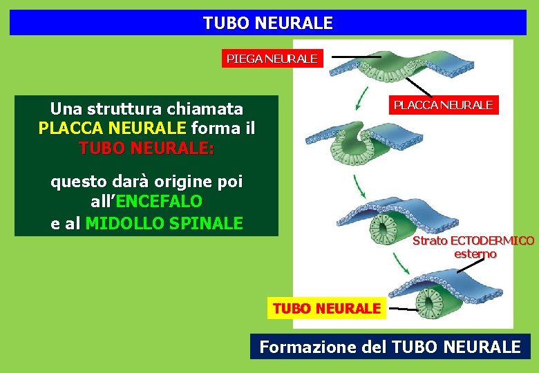 TUBO NEURALE PIEGA NEURALE Una struttura chiamata PLACCA NEURALE forma il TUBO NEURALE: PLACCA