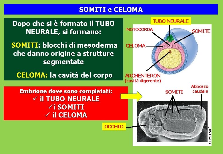 SOMITI e CELOMA SOMITI: blocchi di mesoderma che danno origine a strutture segmentate CELOMA: