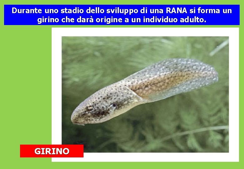 Durante uno stadio dello sviluppo di una RANA si forma un girino che darà