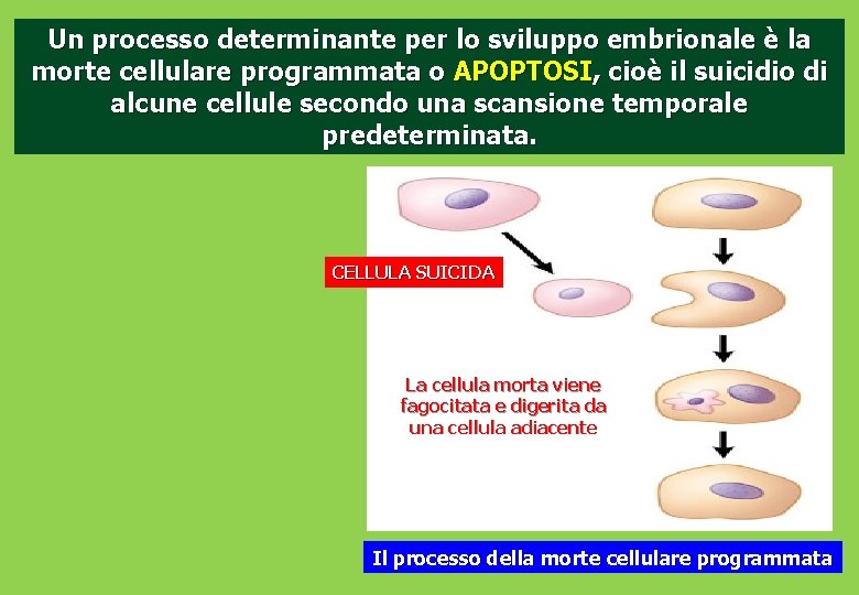 Un processo determinante per lo sviluppo embrionale è la morte cellulare programmata o APOPTOSI,