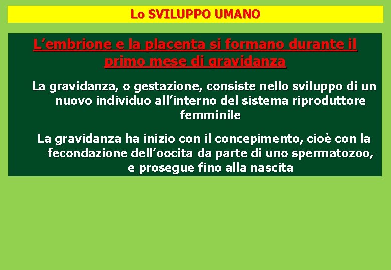 Lo SVILUPPO UMANO L’embrione e la placenta si formano durante il primo mese di