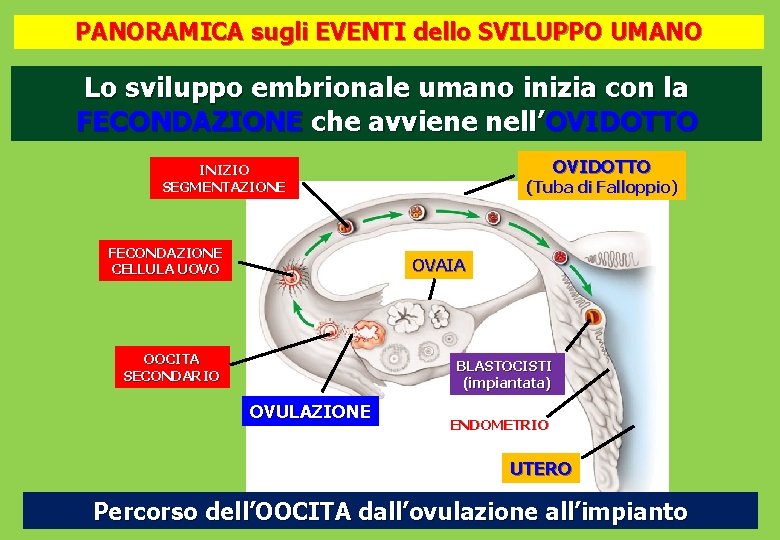 PANORAMICA sugli EVENTI dello SVILUPPO UMANO Lo sviluppo embrionale umano inizia con la FECONDAZIONE