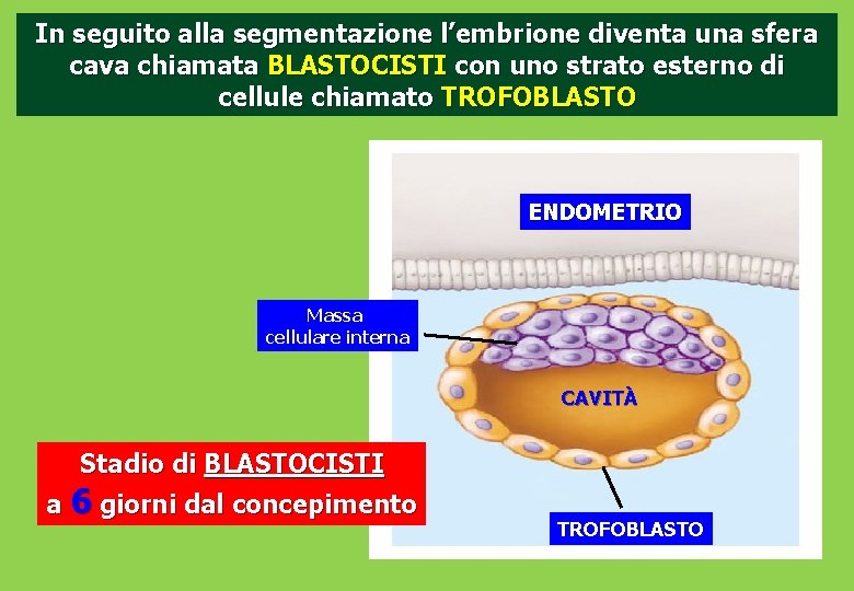 In seguito alla segmentazione l’embrione diventa una sfera cava chiamata BLASTOCISTI con uno strato