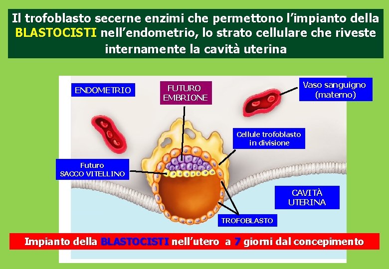 Il trofoblasto secerne enzimi che permettono l’impianto della BLASTOCISTI nell’endometrio, lo strato cellulare che