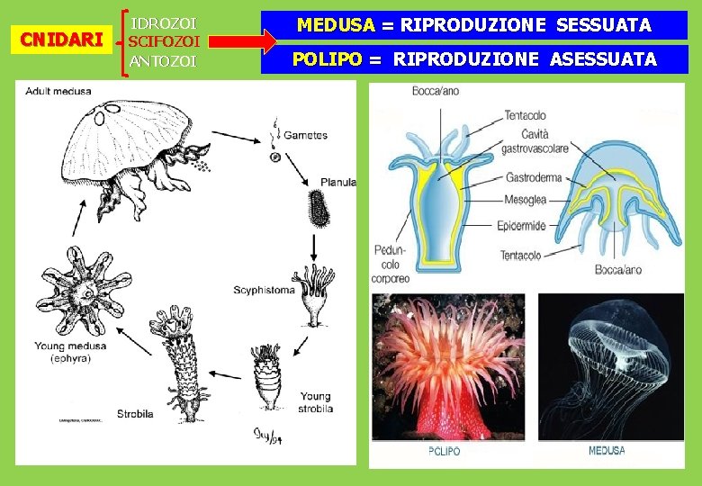 CNIDARI IDROZOI SCIFOZOI ANTOZOI MEDUSA = RIPRODUZIONE SESSUATA POLIPO = RIPRODUZIONE ASESSUATA 