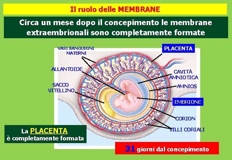 Il ruolo delle MEMBRANE Circa un mese dopo il concepimento le membrane extraembrionali sono