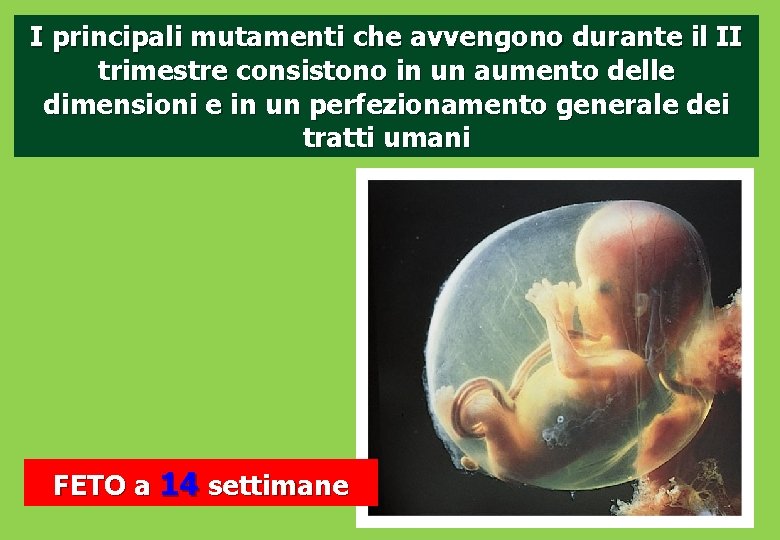 I principali mutamenti che avvengono durante il II trimestre consistono in un aumento delle