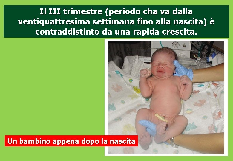 Il III trimestre (periodo cha va dalla ventiquattresima settimana fino alla nascita) è contraddistinto