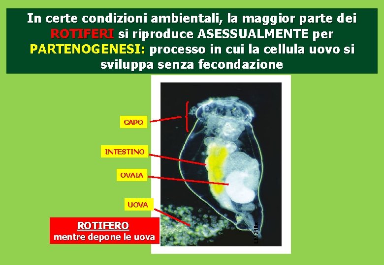 In certe condizioni ambientali, la maggior parte dei ROTIFERI si riproduce ASESSUALMENTE per PARTENOGENESI: