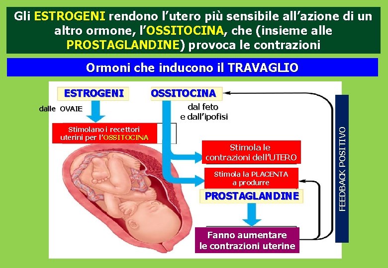 Gli ESTROGENI rendono l’utero più sensibile all’azione di un altro ormone, l’OSSITOCINA, che (insieme