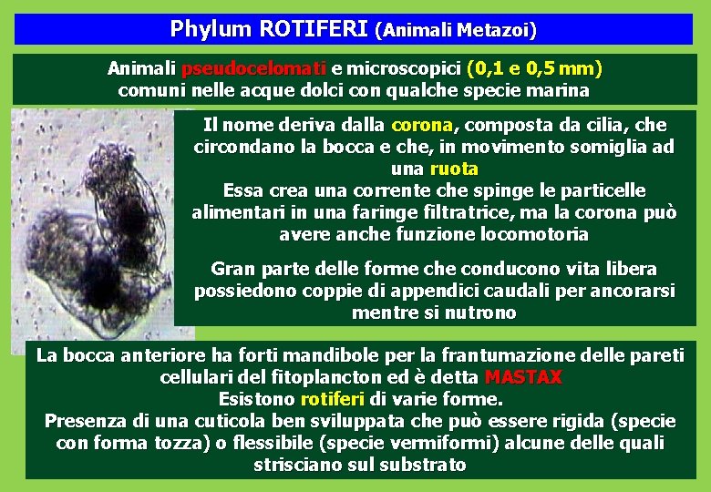 Phylum ROTIFERI (Animali Metazoi) Animali pseudocelomati e microscopici (0, 1 e 0, 5 mm)