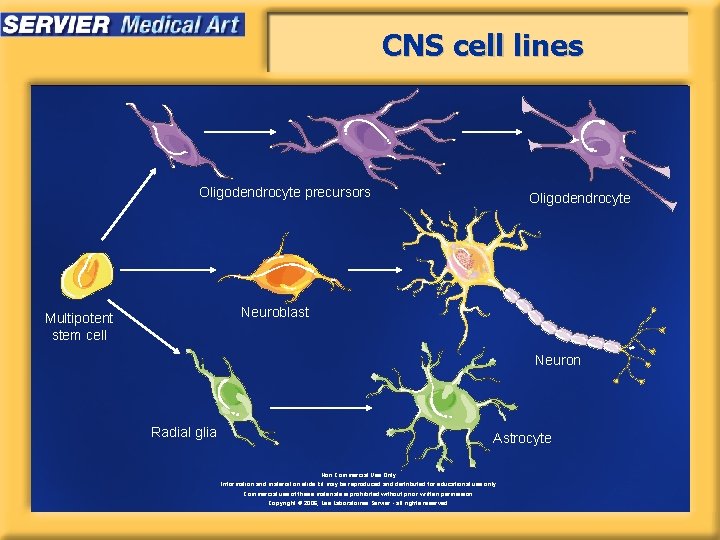 CNS cell lines Oligodendrocyte precursors Oligodendrocyte Neuroblast Multipotent stem cell Neuron Radial glia Astrocyte