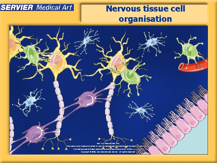 Nervous tissue cell organisation Non Commercial Use Only Information and material on slide kit