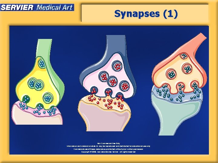Synapses (1) Non Commercial Use Only Information and material on slide kit may be