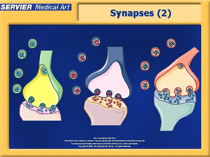 Synapses (2) Non Commercial Use Only Information and material on slide kit may be