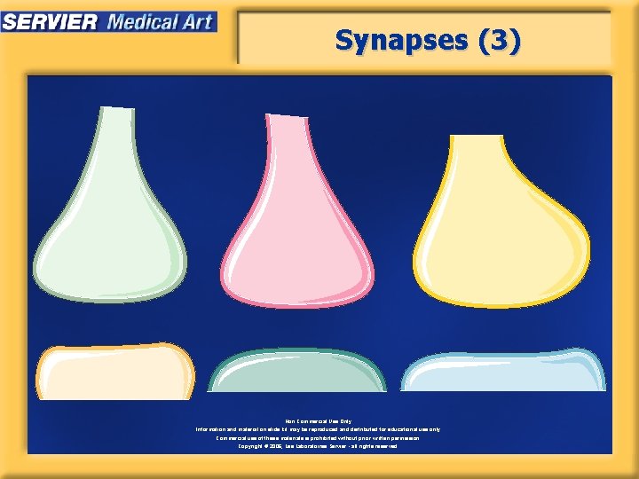 Synapses (3) Non Commercial Use Only Information and material on slide kit may be