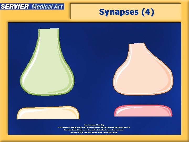 Synapses (4) Non Commercial Use Only Information and material on slide kit may be