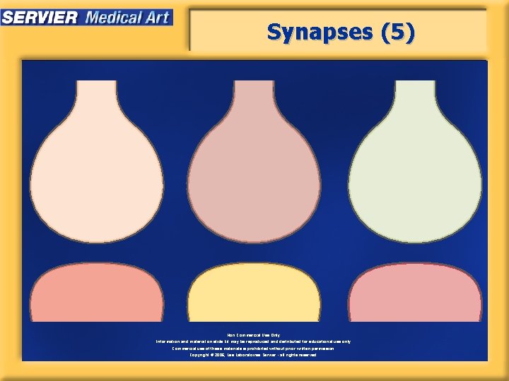 Synapses (5) Non Commercial Use Only Information and material on slide kit may be