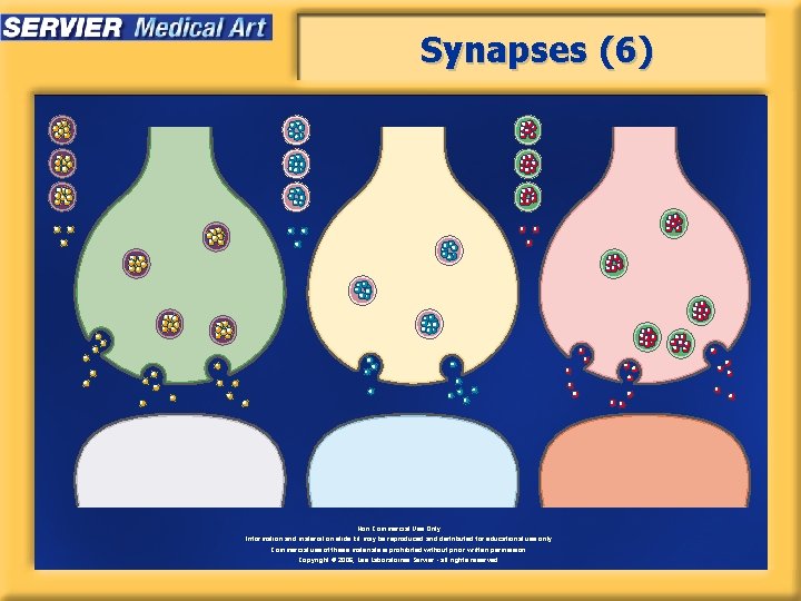 Synapses (6) Non Commercial Use Only Information and material on slide kit may be