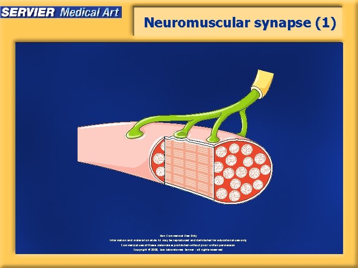 Neuromuscular synapse (1) Non Commercial Use Only Information and material on slide kit may