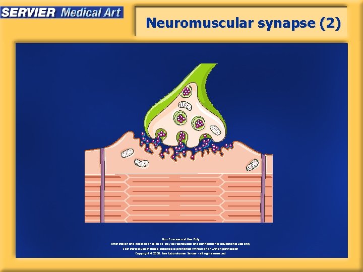 Neuromuscular synapse (2) Non Commercial Use Only Information and material on slide kit may