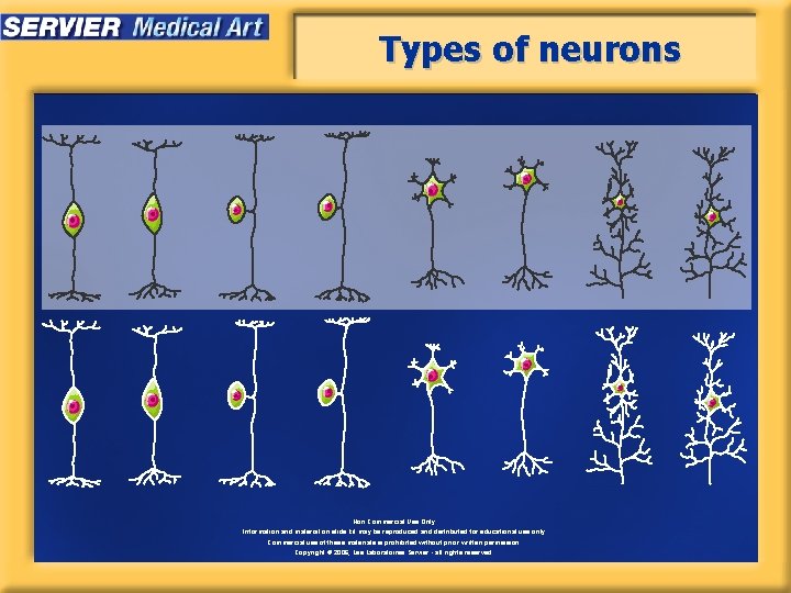 Types of neurons Non Commercial Use Only Information and material on slide kit may