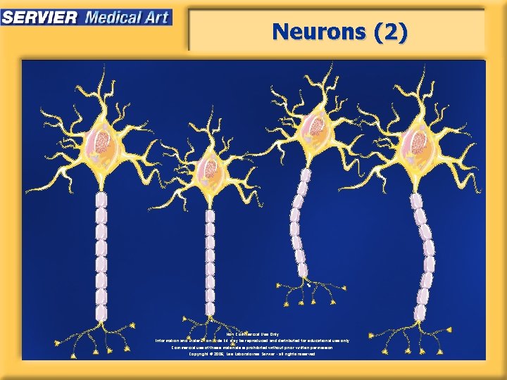 Neurons (2) Non Commercial Use Only Information and material on slide kit may be