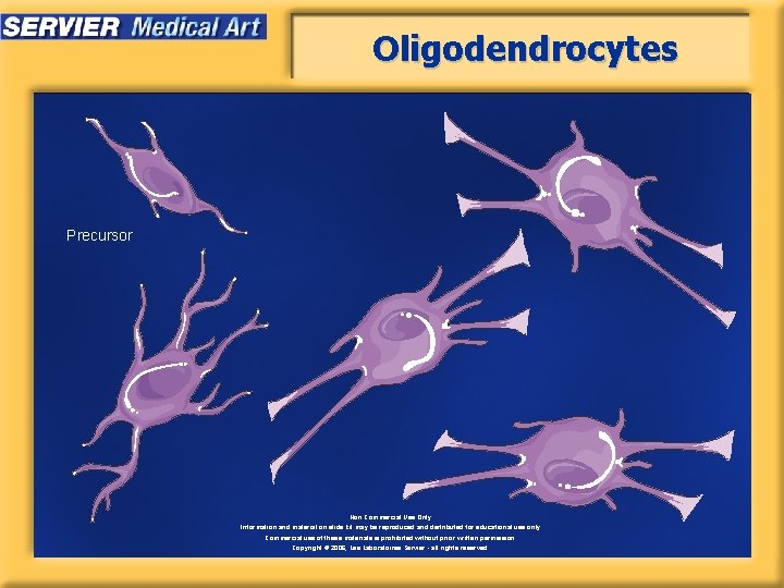 Oligodendrocytes Precursor Non Commercial Use Only Information and material on slide kit may be