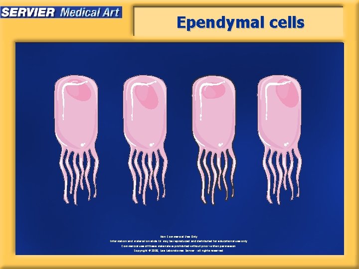 Ependymal cells Non Commercial Use Only Information and material on slide kit may be