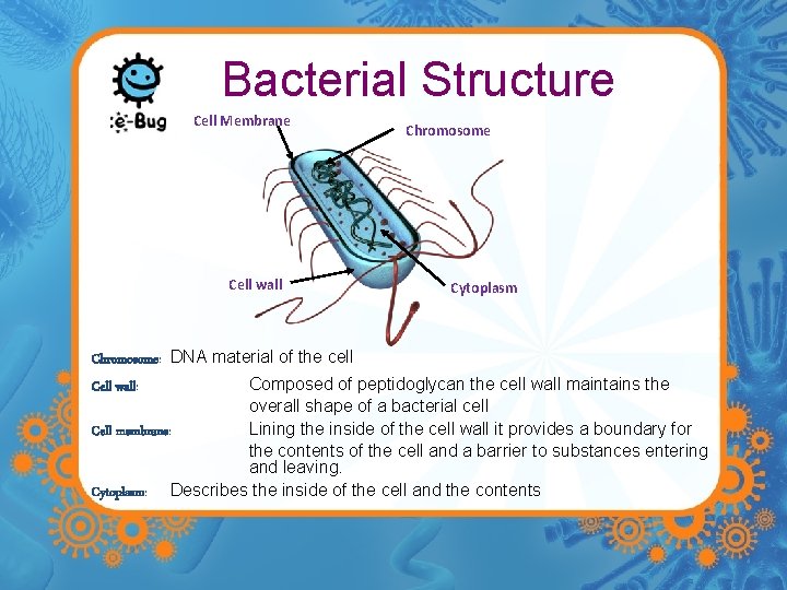 Bacterial Structure Cell Membrane Cell wall Chromosome Cytoplasm Chromosome: DNA material of the cell