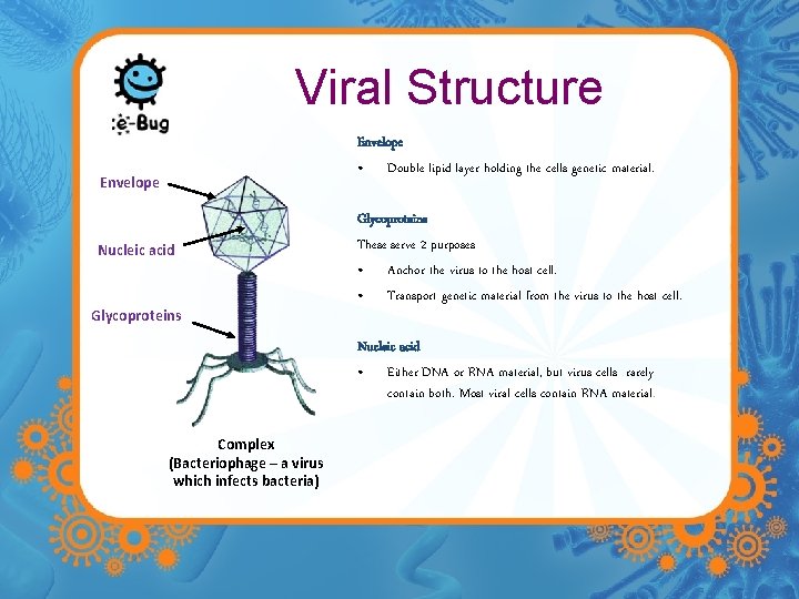 Viral Structure Envelope • Double lipid layer holding the cells genetic material. Envelope Nucleic