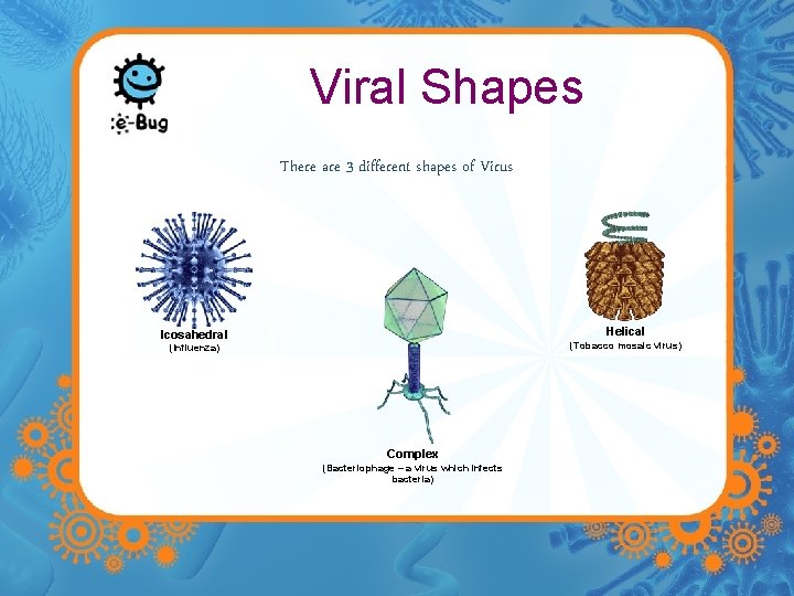 Viral Shapes There are 3 different shapes of Virus Helical Icosahedral (Tobacco mosaic virus)
