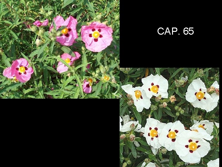 CAP. 65 