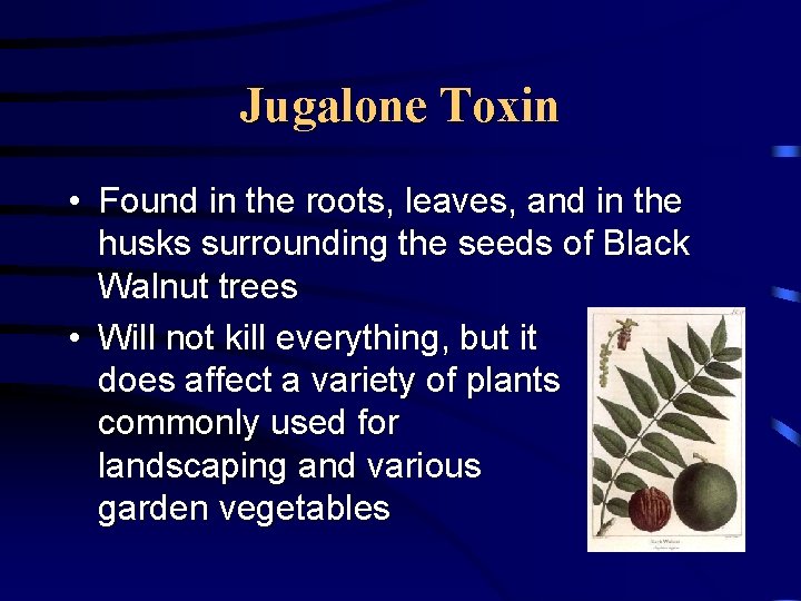 Jugalone Toxin • Found in the roots, leaves, and in the husks surrounding the