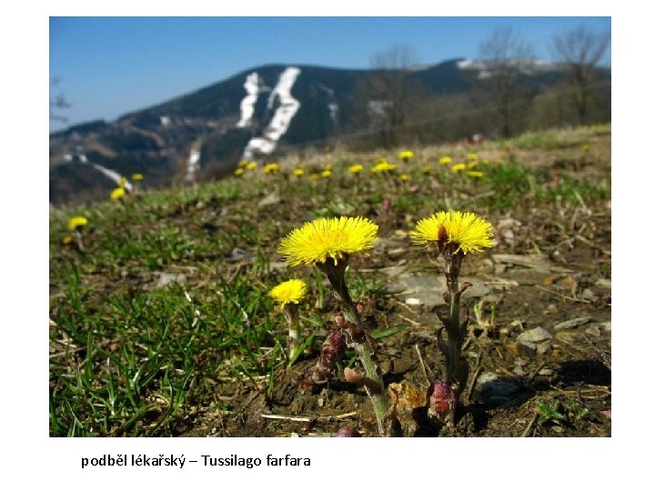 podběl lékařský – Tussilago farfara 