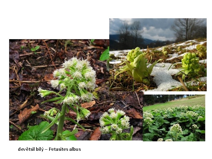 devětsil bílý – Petasites albus 