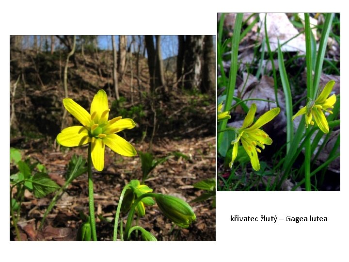 křivatec žlutý – Gagea lutea 