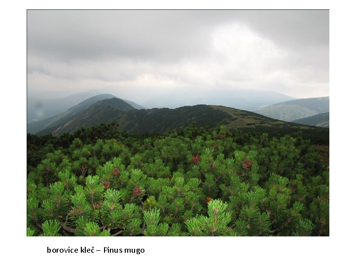 borovice kleč – Pinus mugo 