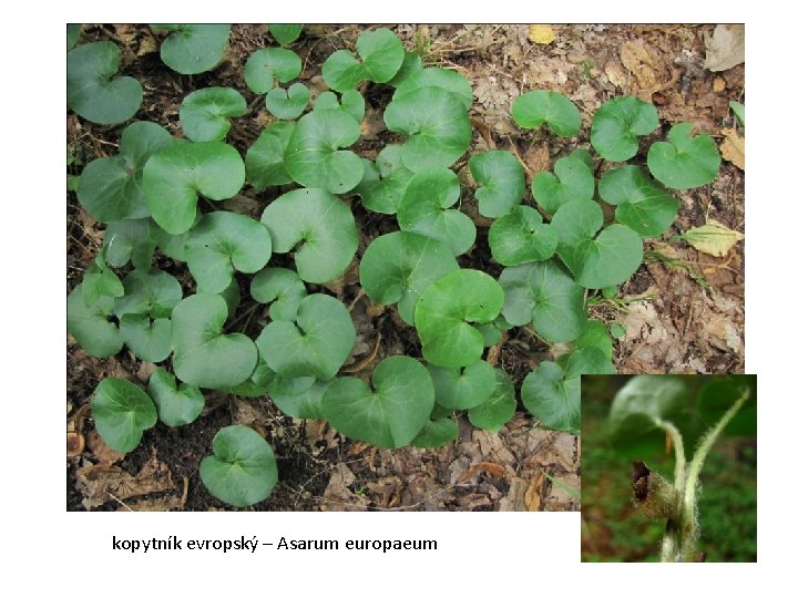 kopytník evropský – Asarum europaeum 